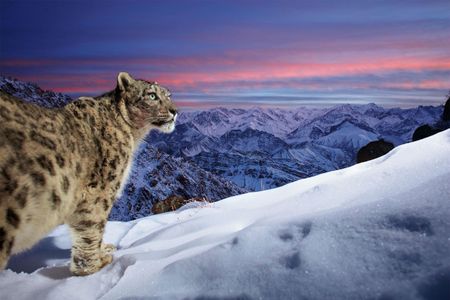 Snow leopard in a mountain setting.