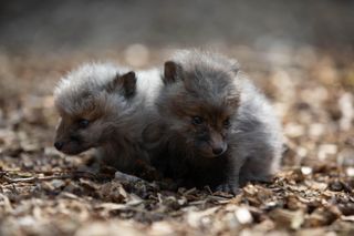 Fantastic Foxes... the cubs are just too cute!