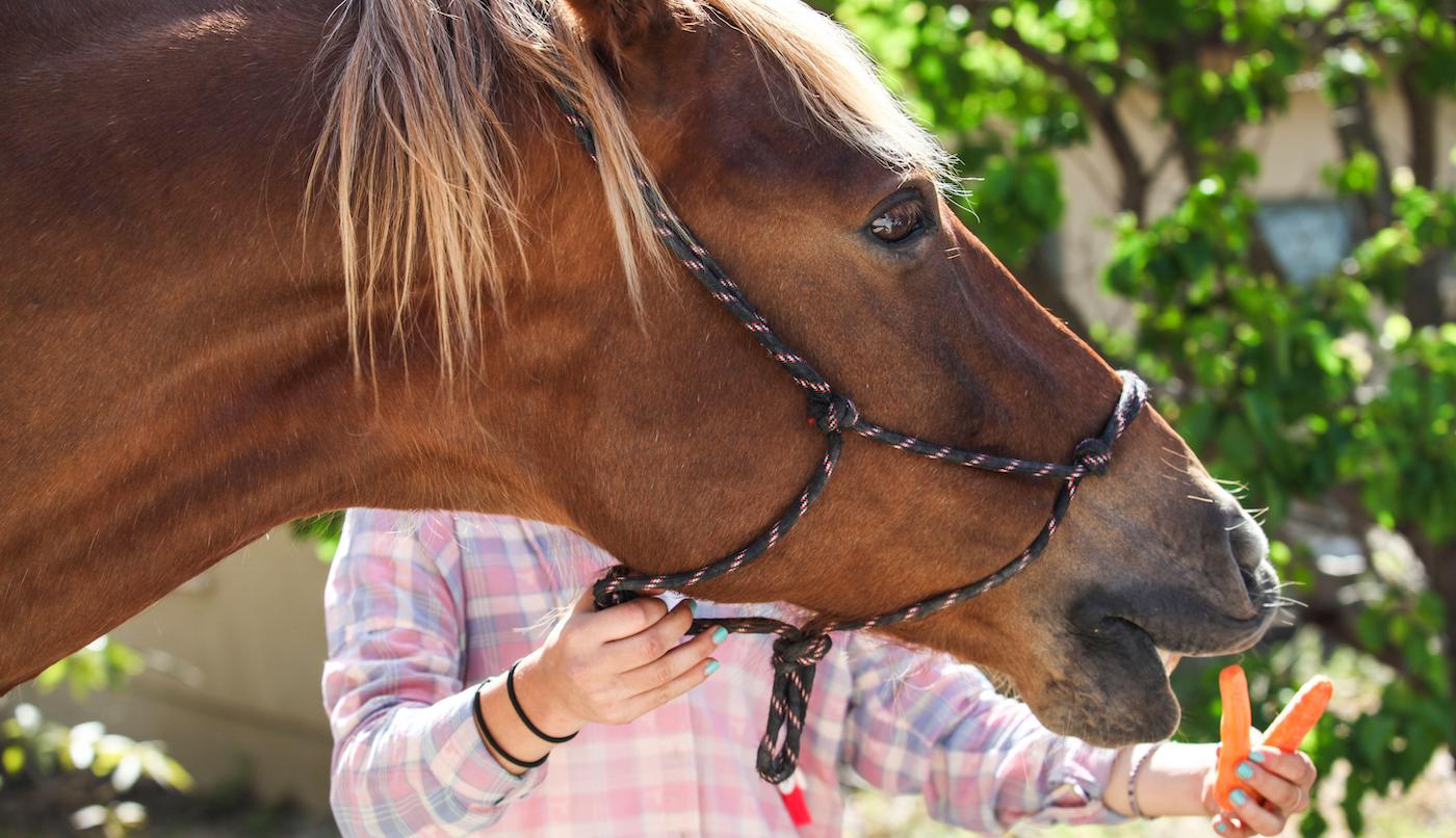 Horse looking grumpy trying to eat carrots