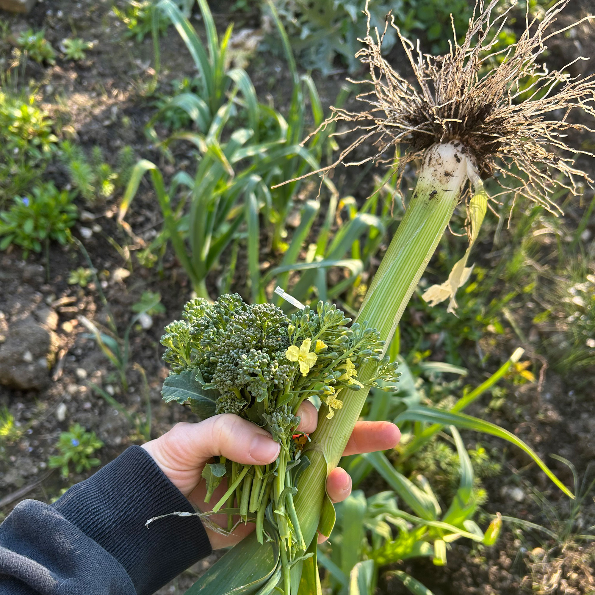 Person's hand holding freshly picked broccoli and leek above vegetable plot