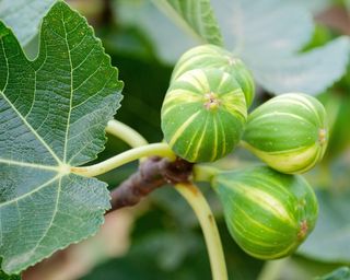 Fig Panachee also known as the Striped Tiger Fig growing in summer