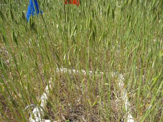 Researchers ran several experiments looking at plant survival rates. In this example, they planted Lastenia californica, a native flower, in a plot of exotic grasses (Avenua fatua). No native flowers grew in this experimental plot.