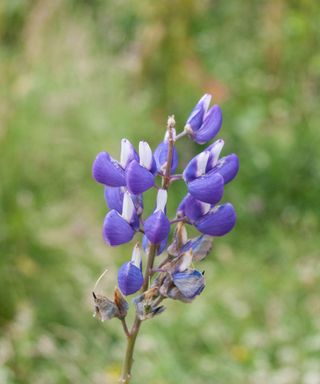A singular bluebonnet flower