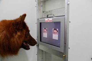 In the experiments, dogs indicated which facial expression they were seeing by bumping the photo with their noses.