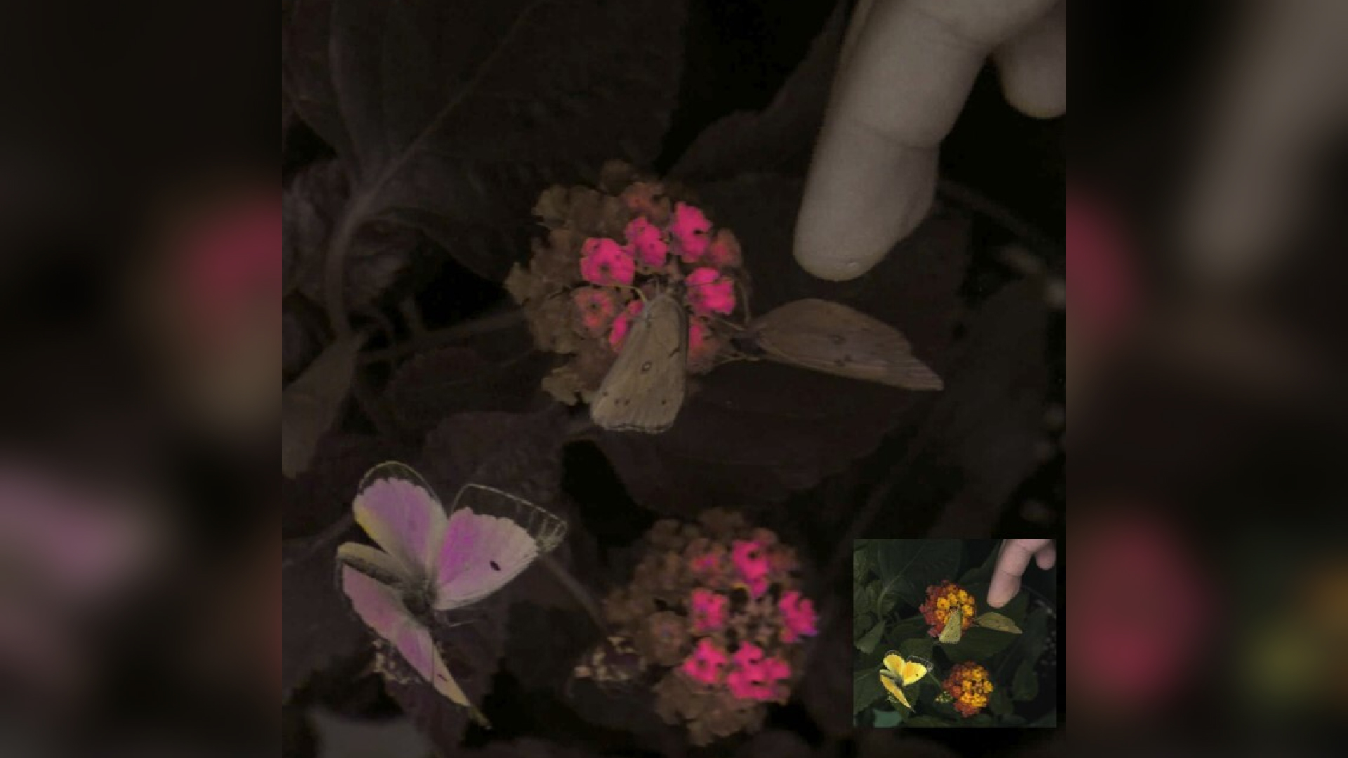 An image comparing the view of butterflies and flowers with the new camera system.