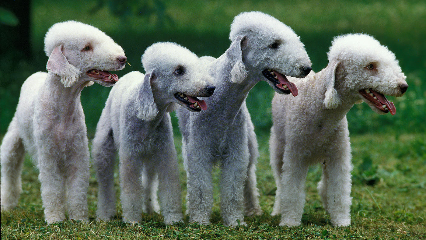 Group of Bedlington Terrier dogs