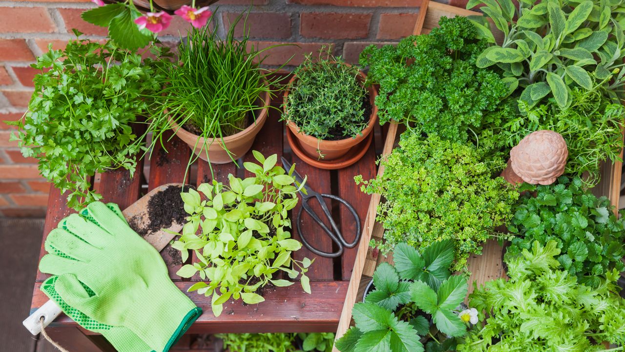 Growing herbs in pots