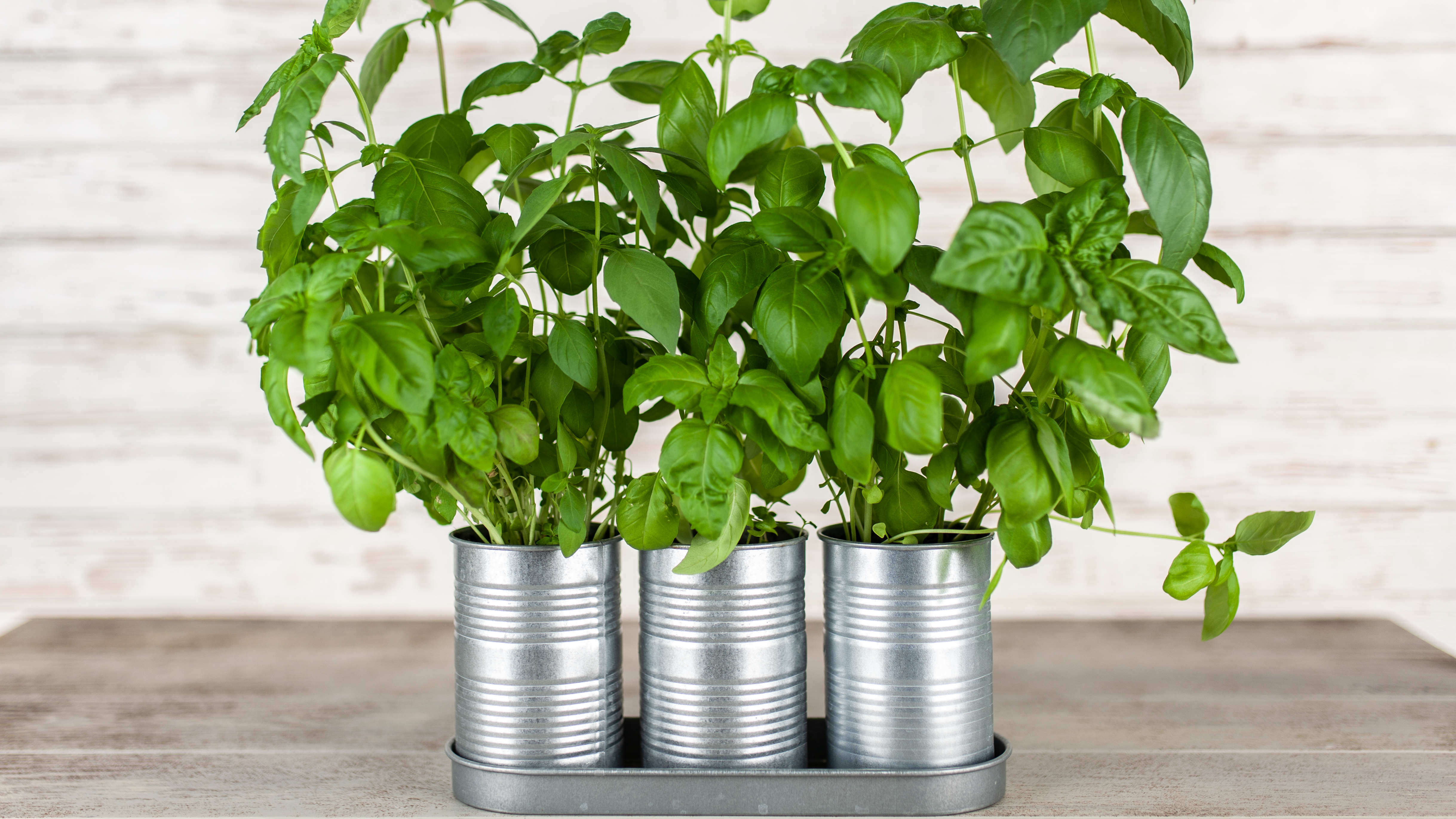 Tin cans used to grow plants