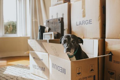 Dog sitting in a moving box, surrounded by other moving boxes