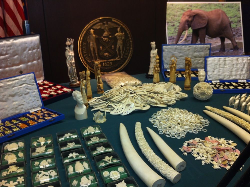 Ivory Seized by New York State Department of Environmental Conservation