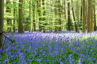 The best bluebell woods & snowdrop meadows in Britain | Woman & Home