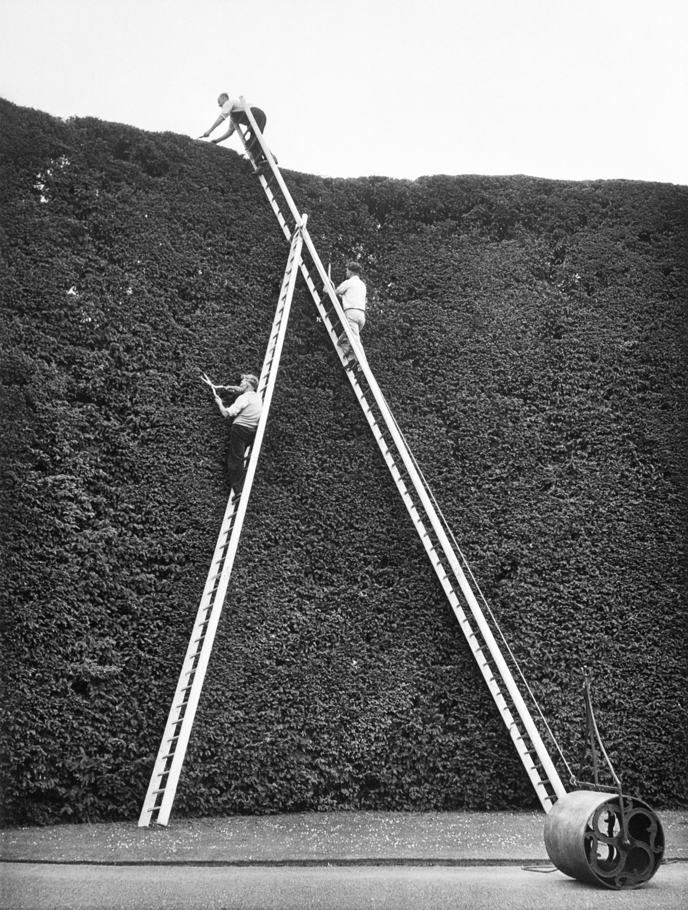 Three men on a metal A-frame ladder trim the world's largest yew hedge