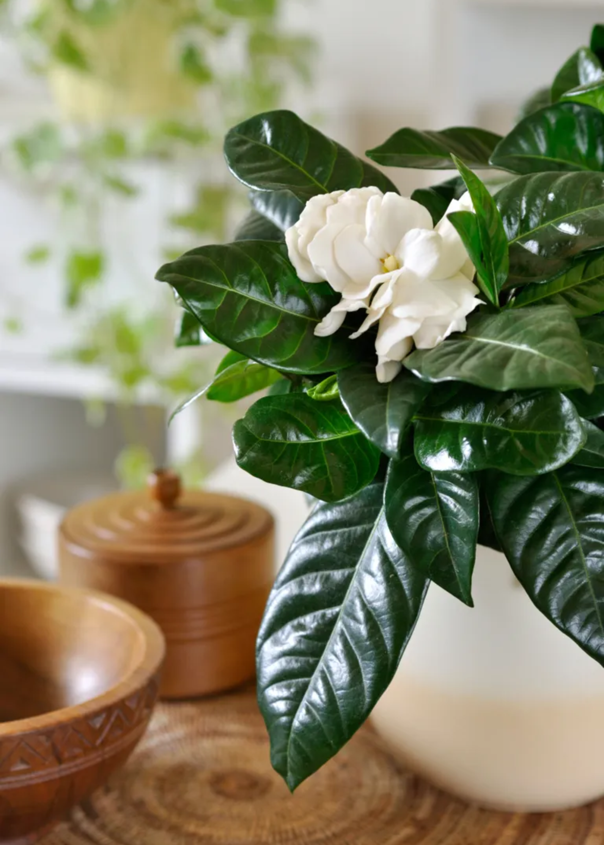 A potted gardenia plant on a side table beside wood bowls