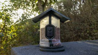 The FeatherSnap Scout bird feeder on a shed in a garden at sunrise