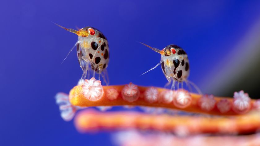 Two tiny, spotted shrimp perched on a colorful coral structure against a vibrant blue background, showcasing intricate details