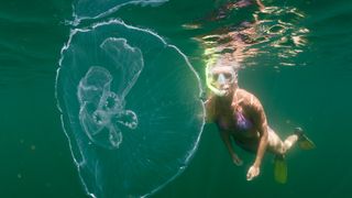 Moon jellyfish and skin diver float just beneath the water's surface.