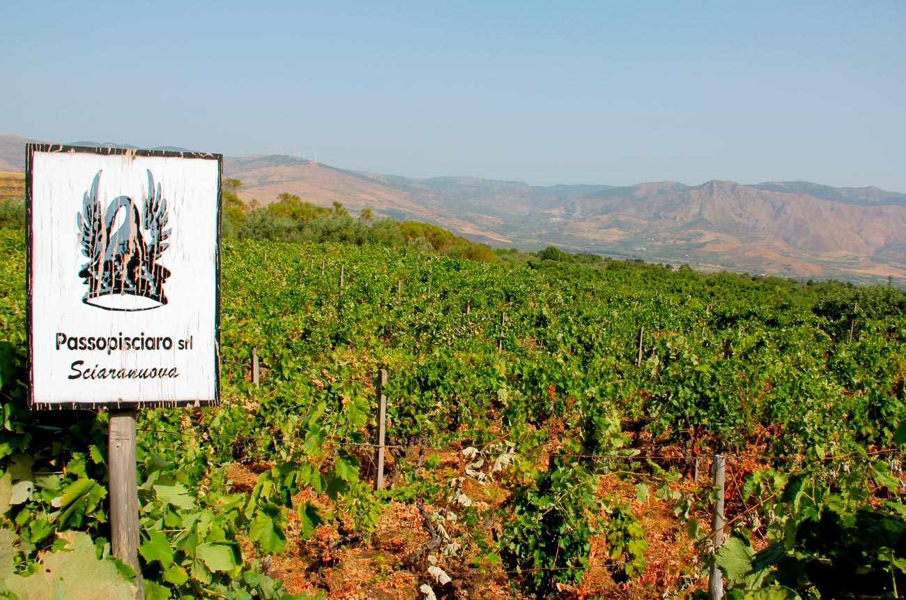 Passopiscario Sciaranuova vineyard