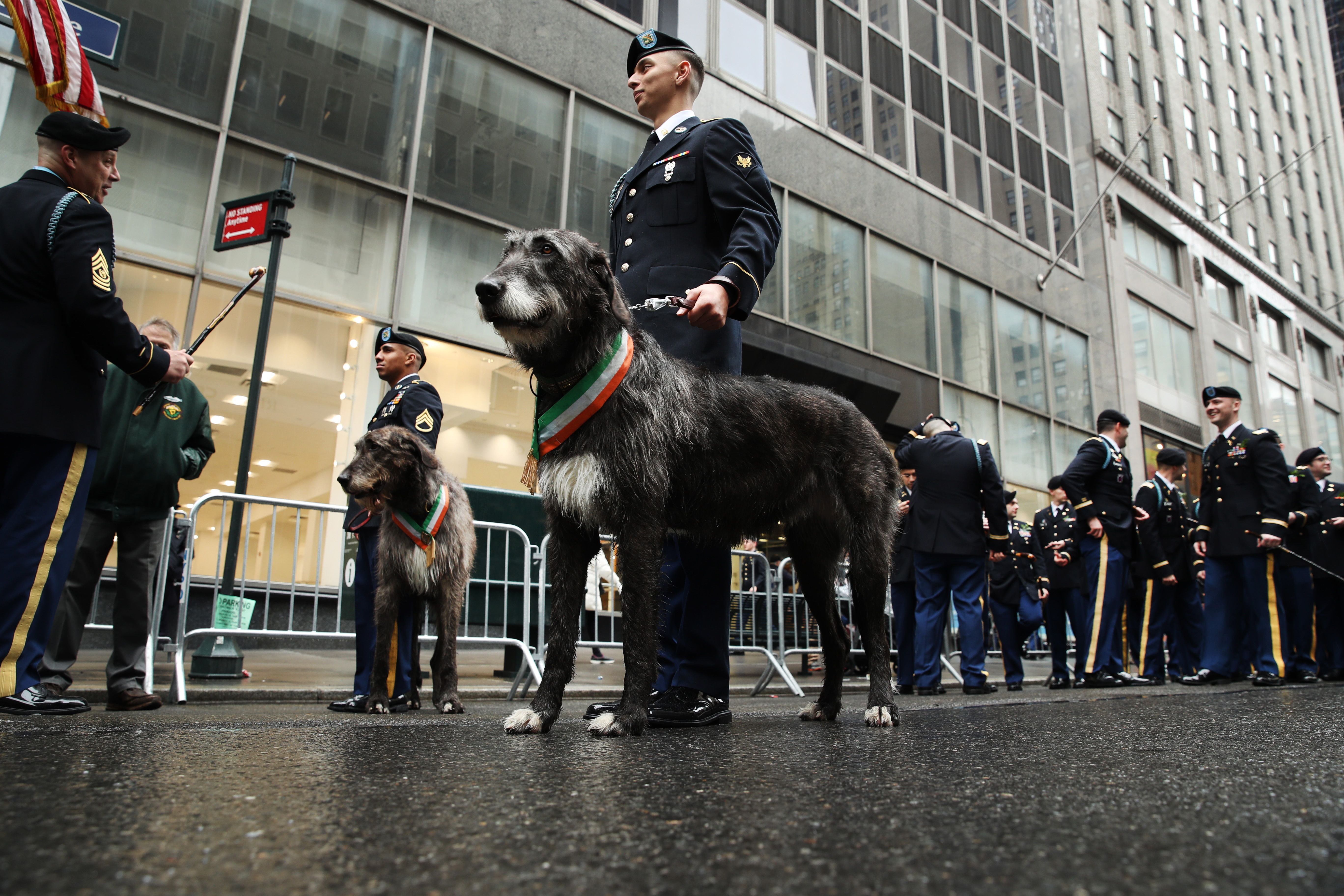 Two Irish Wolfhounds wearing green, white and orange sashes stand proudly alongside uniformed military personnel during the 2022 St Patrick’s Day Parade on Fifth Avenue, New York City. The scene is set against a backdrop of modern buildings, with crowds and fellow marchers gathered along the pavement in celebration of Irish heritage.