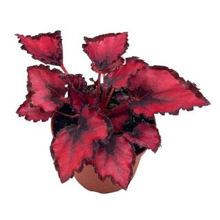 Bubbleblooms Harmony's Red Robin Begonia Rex, Painted-Leaf Unique Variegated Plant- 4 Inch