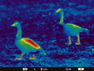 Night vision images of two ducks taken on a Pulsar Telos XQ35