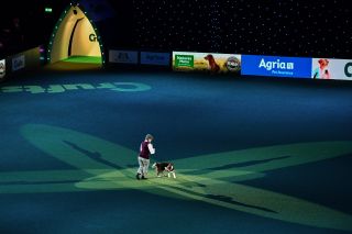 A Border Collie performs in the main arena on day one