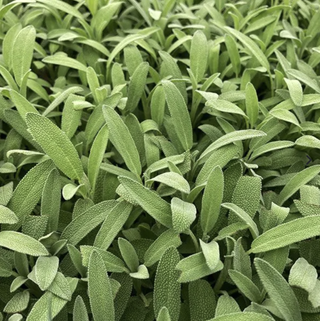 sage leaves