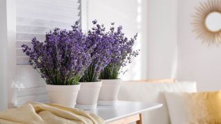 Three bunches of lavender in containers next to a window