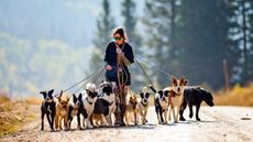 A female dog walker grips dog leashes while walking a dozen dogs at a time