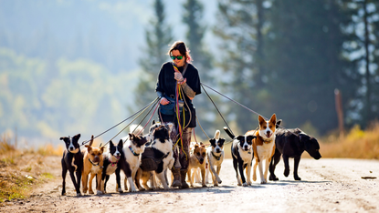 A female dog walker grips dog leashes while walking a dozen dogs at a time