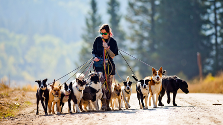 A female dog walker grips dog leashes while walking a dozen dogs at a time
