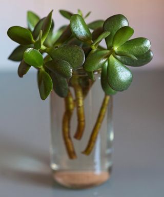 Crassula ovata plant cuttings in a small glass jar