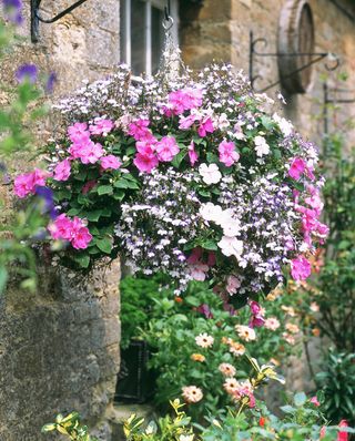 Cottage garden hanging basket