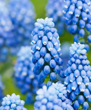 Grape hyacinth, Muscari botryoides 'Superstar', close up of the blue flowers.