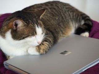 Cute, but maybe avoid pictures of your pets sleeping on your Surface.