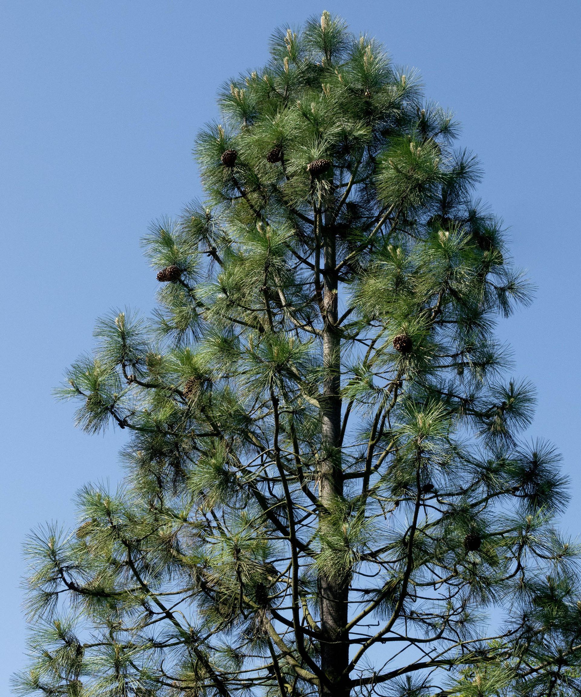 The best pine trees 11 choices for yards of all sizes Homes & Gardens