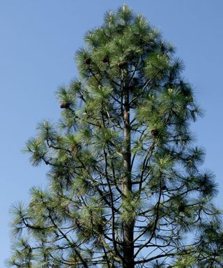 Black Pine, Jeffreys Pine, Tree, Pinus jeffreyi
