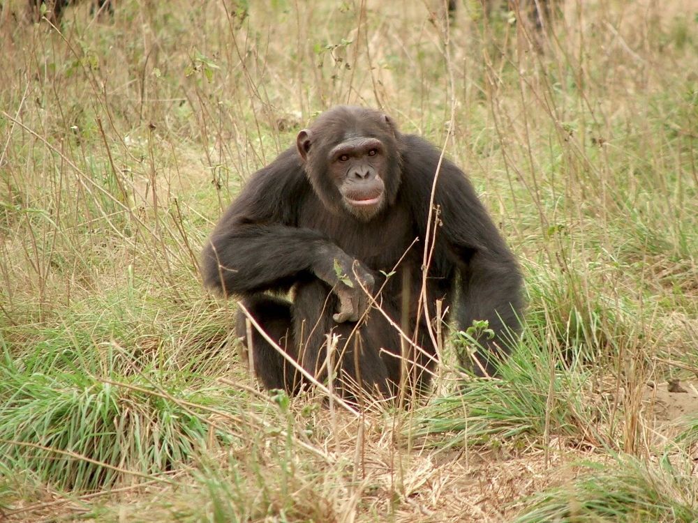 A chimpanzees at Tchimpounga Chimpanzee Sanctuary in the Republic of Congo, operated by the Jane Goodall Institute.