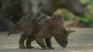 A baby Triceratops on Prehistoric Planet Season 2