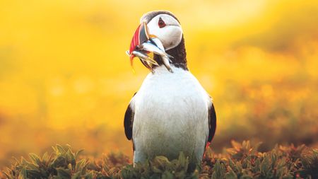 Puffin standing on grass with multiple small fish in its beak against a golden sunset background
