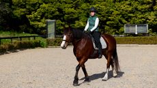 A lady rides a bay horse with a white blaze and white hind socks in walk in an outdoor arena