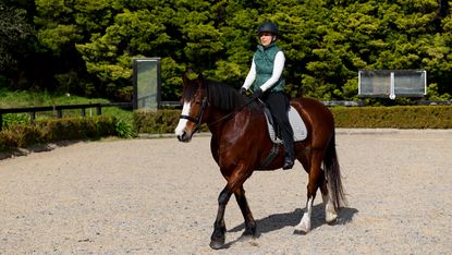 A lady rides a bay horse with a white blaze and white hind socks in walk in an outdoor arena