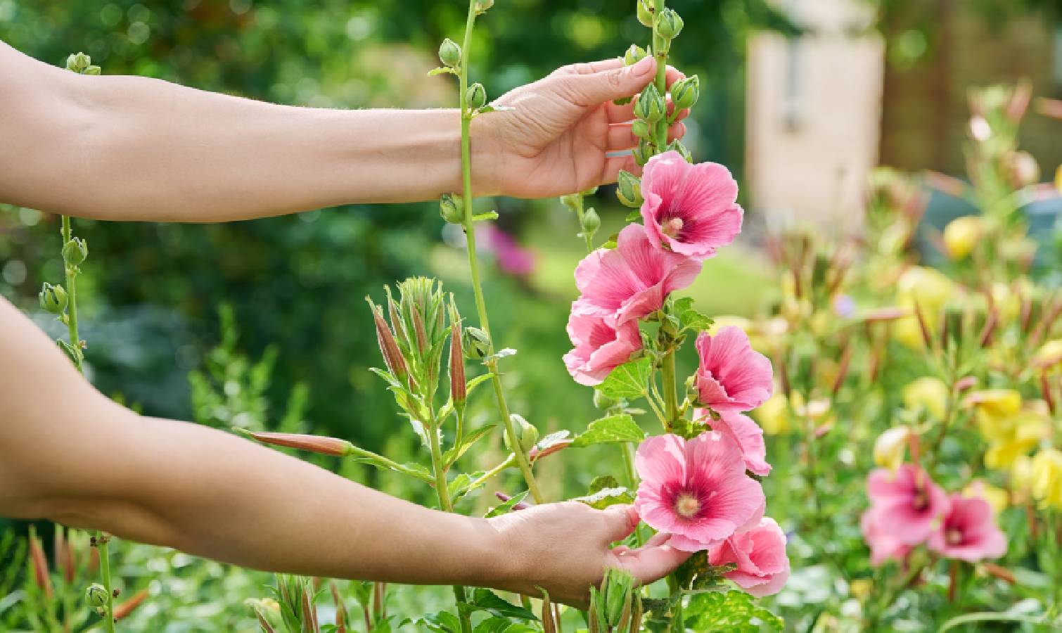 Hollyhocks growing in garden 