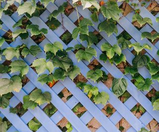 Ivy growing through a blue trellis fence