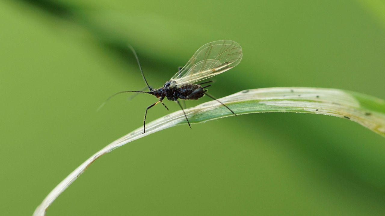 gnat on grass