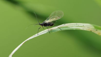 gnat on grass