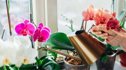 Watering Orchid Houseplants on Windowsill