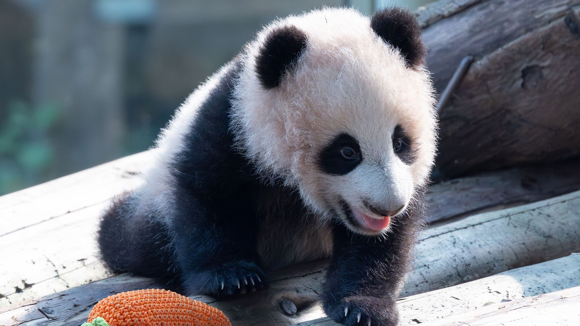 
                                A giant panda cub named Liangyue plays at Chongqing Zoo in China
                            
