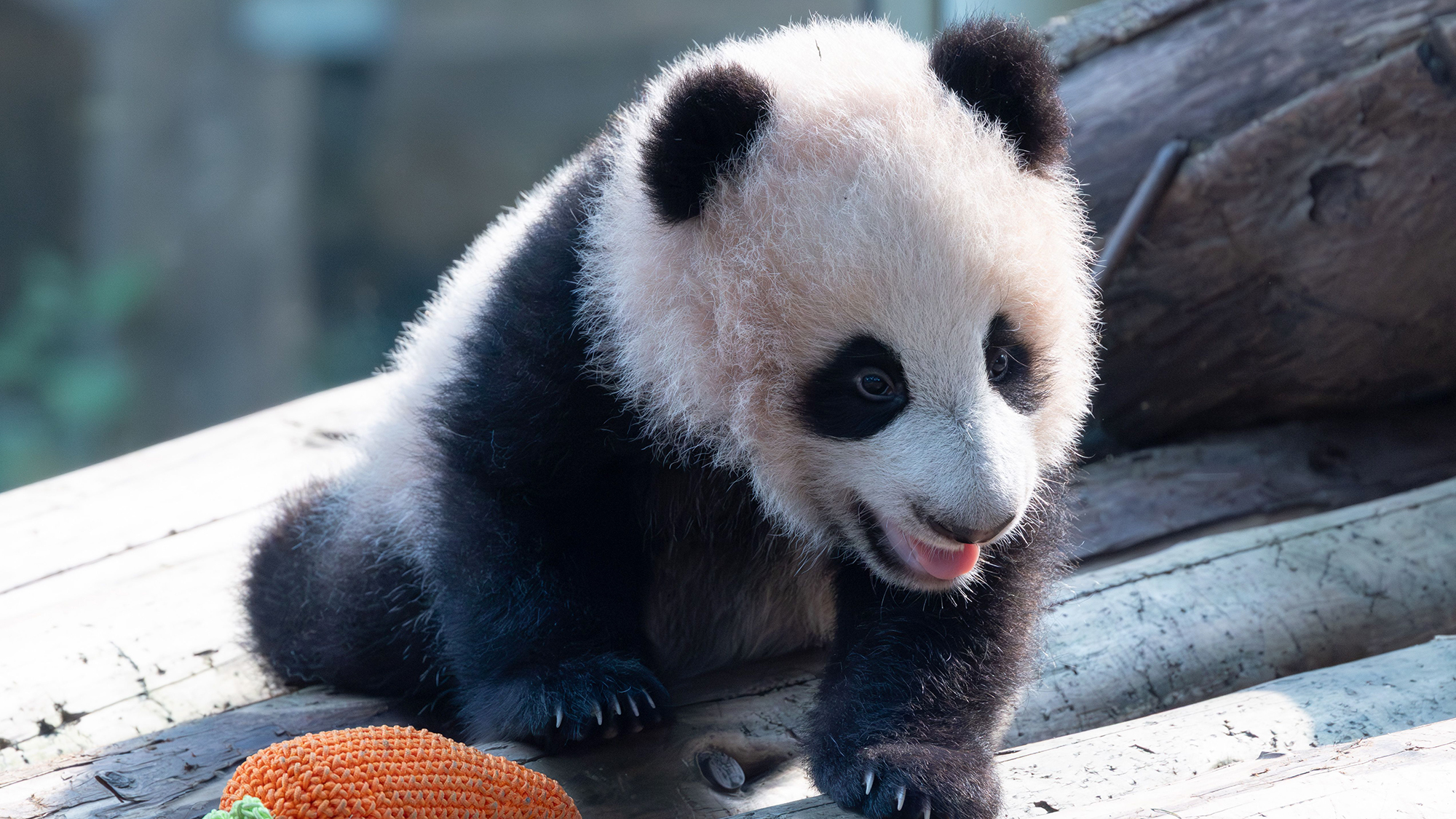 A giant panda cub named Liangyue plays at Chongqing Zoo in China