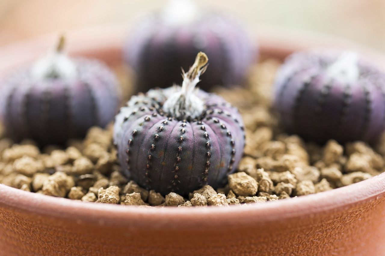 Potted Cactus Frailea