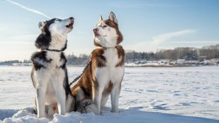 Two Siberian huskies sitting next to each other